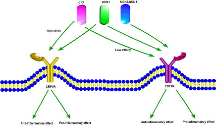 能量平衡的重要靶點(diǎn)——CRF1R和CRF2R