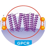 GPCR靶向藥物評(píng)價(jià)